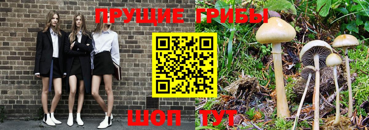 Галлюциногенные грибы GOLDEN TEACHER  закладки  Краснознаменск  Вход с VPN 